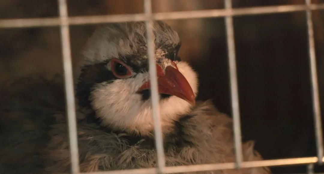 小伙自己创业搞养殖鸡鸭鹅,农村小伙自己创业养殖农场