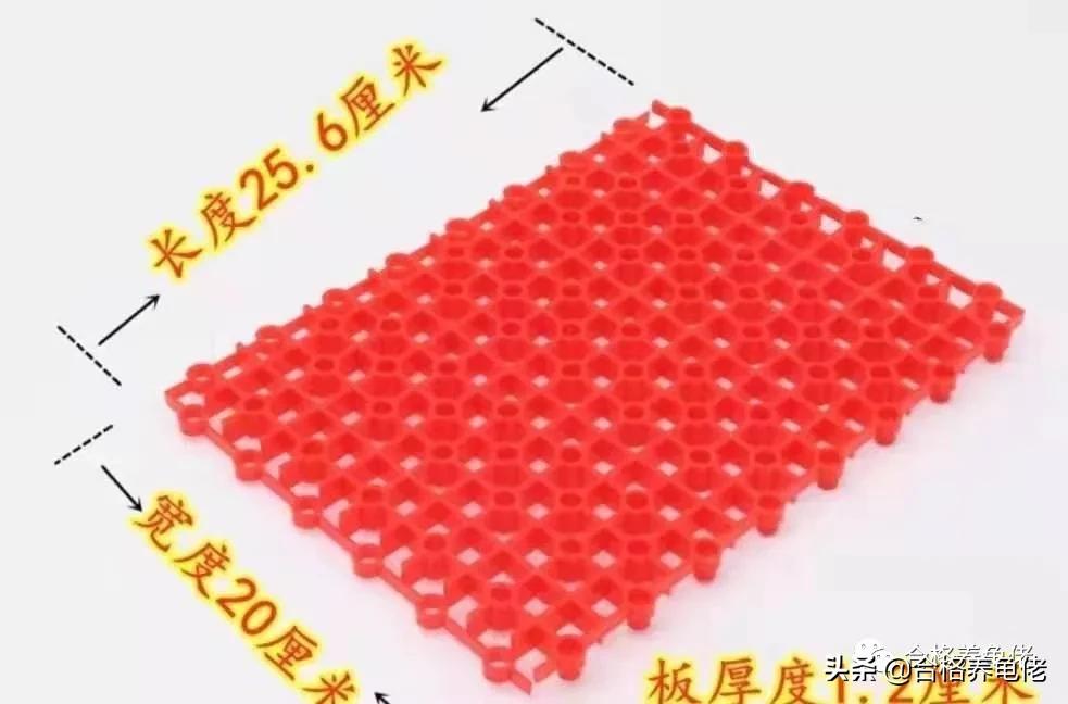 养龟龙眼叶是买绿色好还是红色好,养龟的注意事项及禁忌