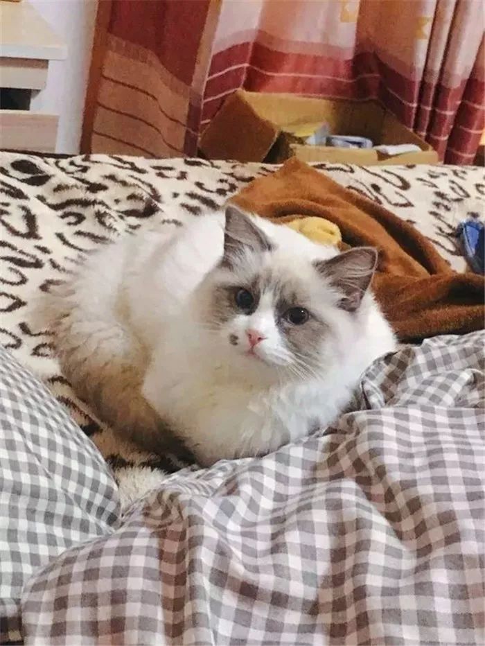 猫咪每天晚上不睡觉的原因,猫咪晚上突然不正常