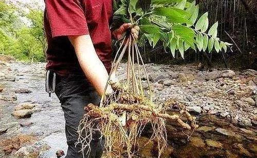 类似黄姜药材的植物,跟黄姜长得一模一样的植物