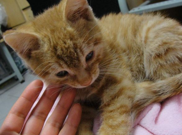 铲屎官对猫咪最不能做的事情,铲屎官误解猫咪的四种行为