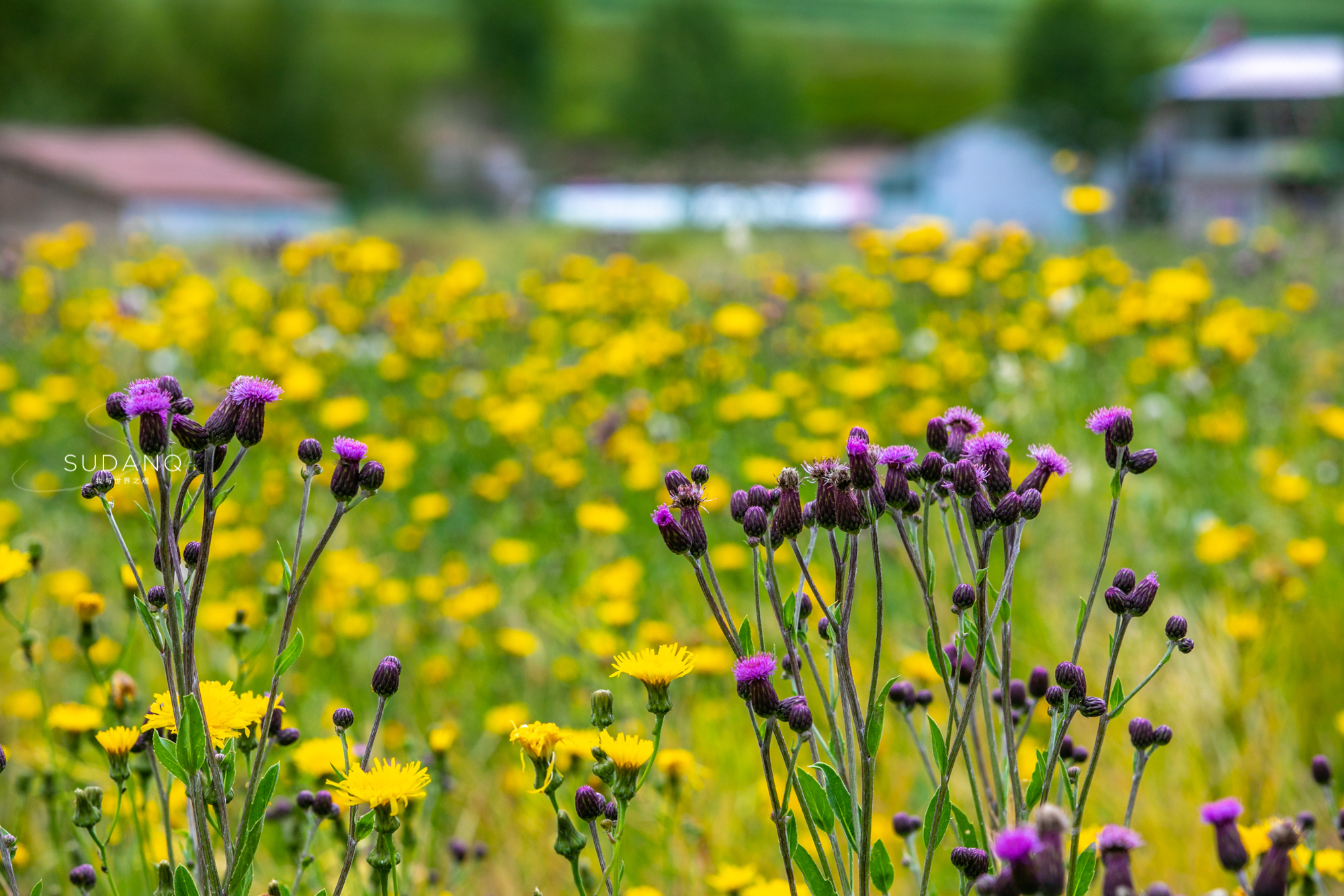 自驾游昆仑山大峡谷,祁连探秘