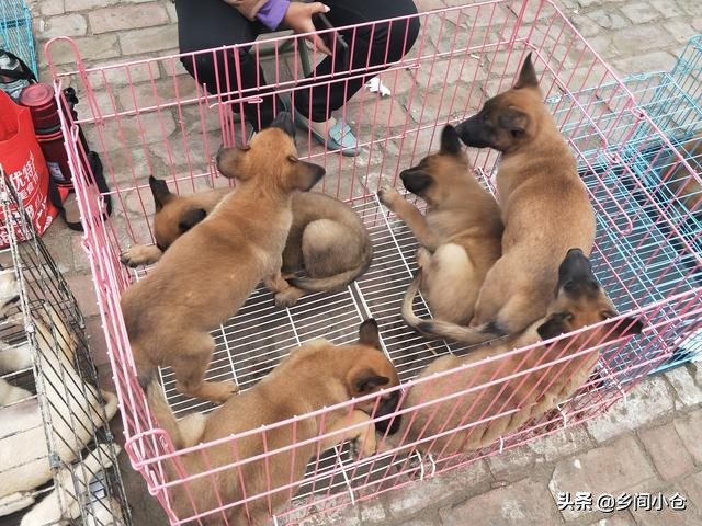 真正的狗市品种,哪里的狗市便宜品种又好种类又多