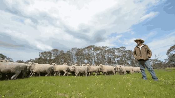 澳洲绵羊油对敏感肌有用吗,澳洲绵羊油保湿霜精华