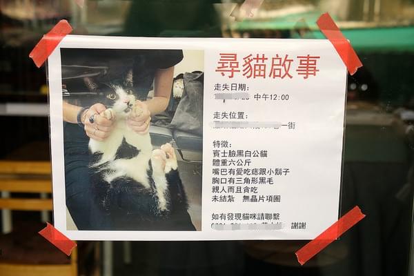 猫咪出去它会以什么方式找回家的,猫咪从家里跑出去还能找回来么