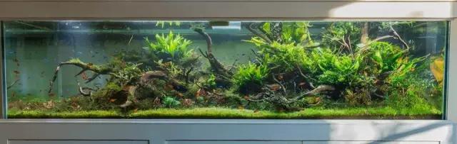 本色水景水草造景培训,本色水景水草培训