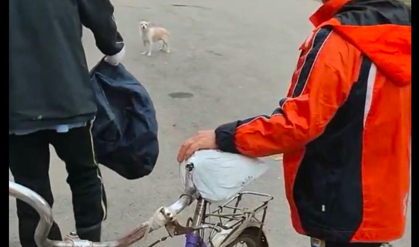 流浪狗举动让人泪目,流浪狗让人心疼害怕却不咬人