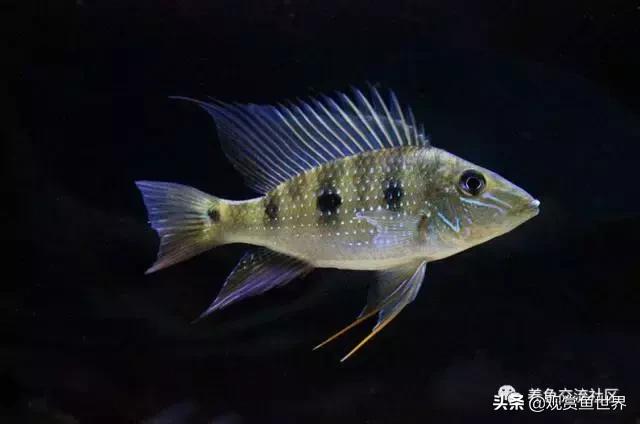 食土鲷一般多大尺寸,食土鲷哪个品种小一点