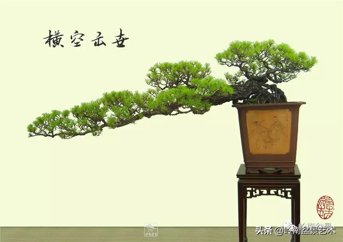 山松马尾松盆景,盆景大师郑永泰有书吗