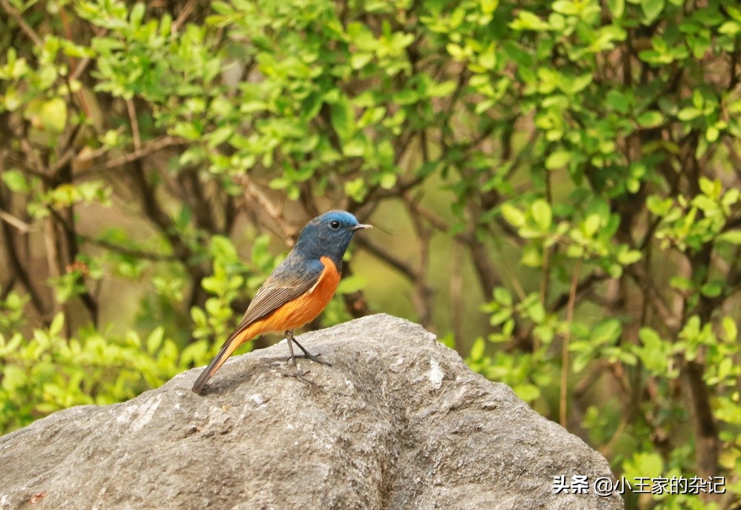 国际爱鸟日天桥岭,国际爱鸟日