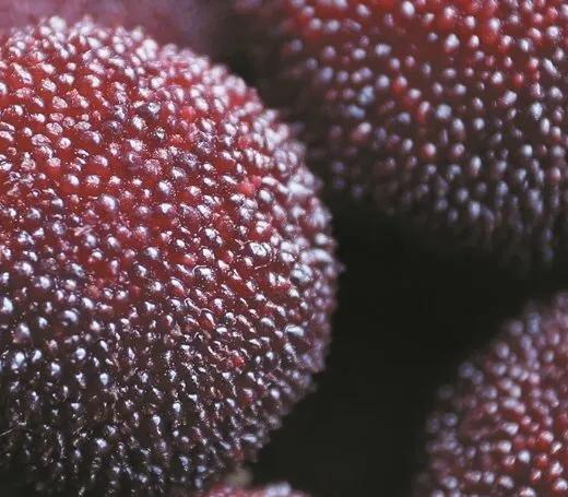 「亦熙看品类品牌系列之24」浙江台州仙居：中国杨梅第一县