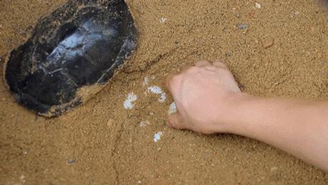 龟苓膏真假对比,真龟壳的龟苓膏