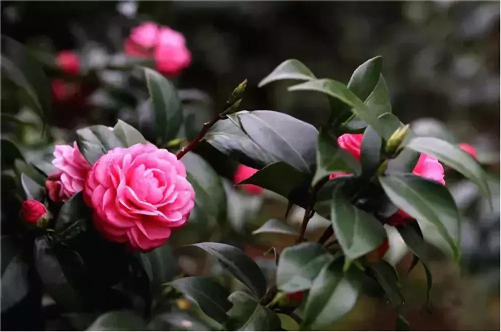 广州现在赏花哪里最好,广州各区赏花全指南