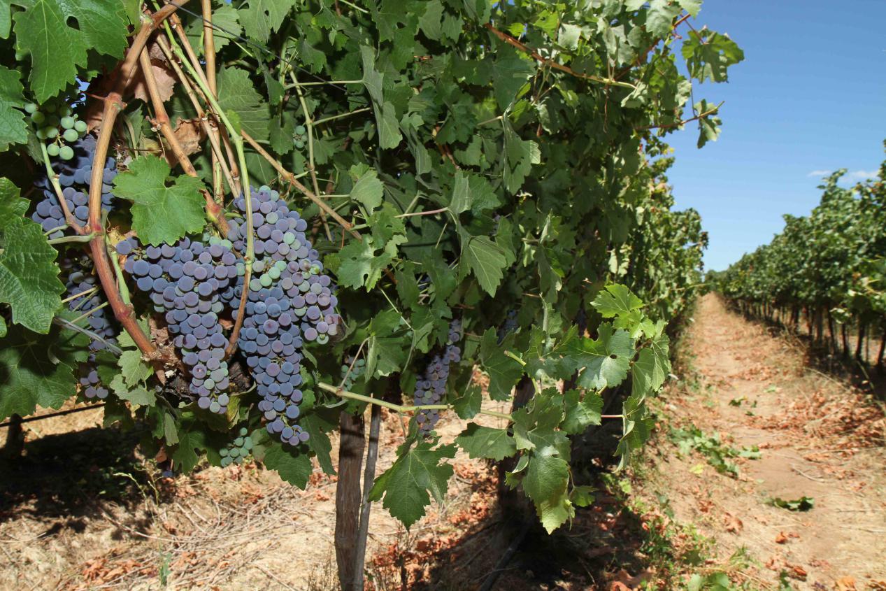 智利葡萄酒分级写在什么位置,智利红酒的分级会虚标吗