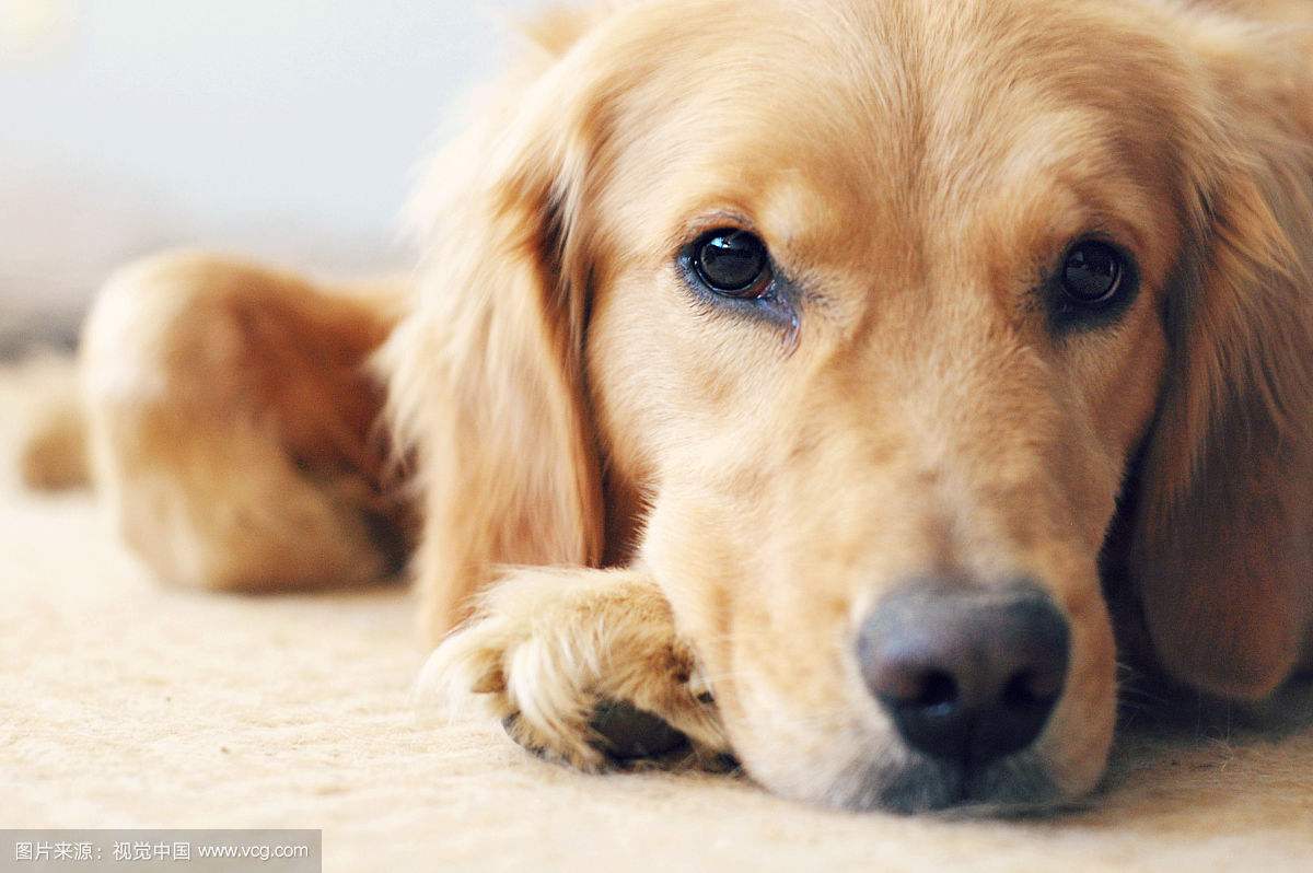 养金毛犬是笼子好还是围栏好,养金毛养公的好还是母的好