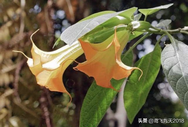 古代的汗蒙药是做什么用的,古代真的有蒙汗药吗