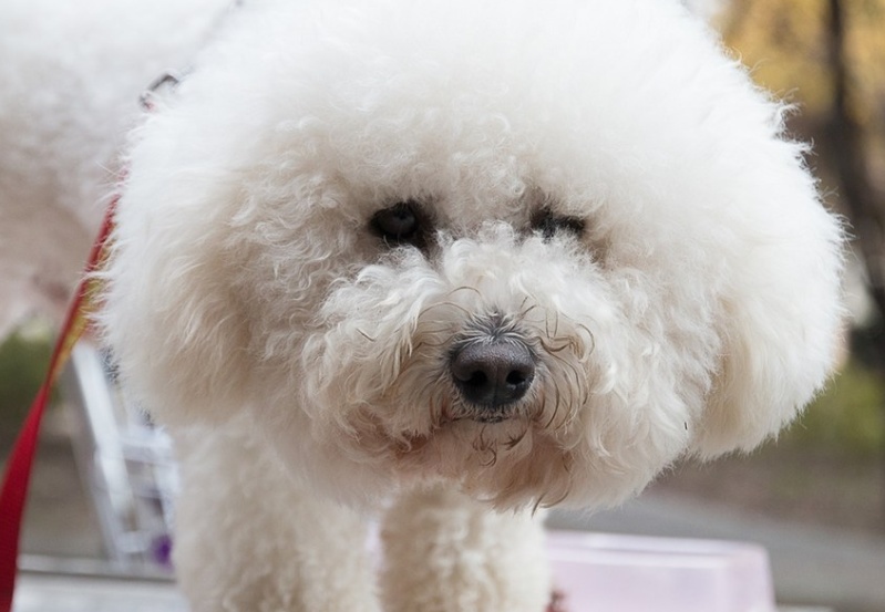 影响狗狗体型的主要因素是什么,影响狗狗美貌的常见皮肤病