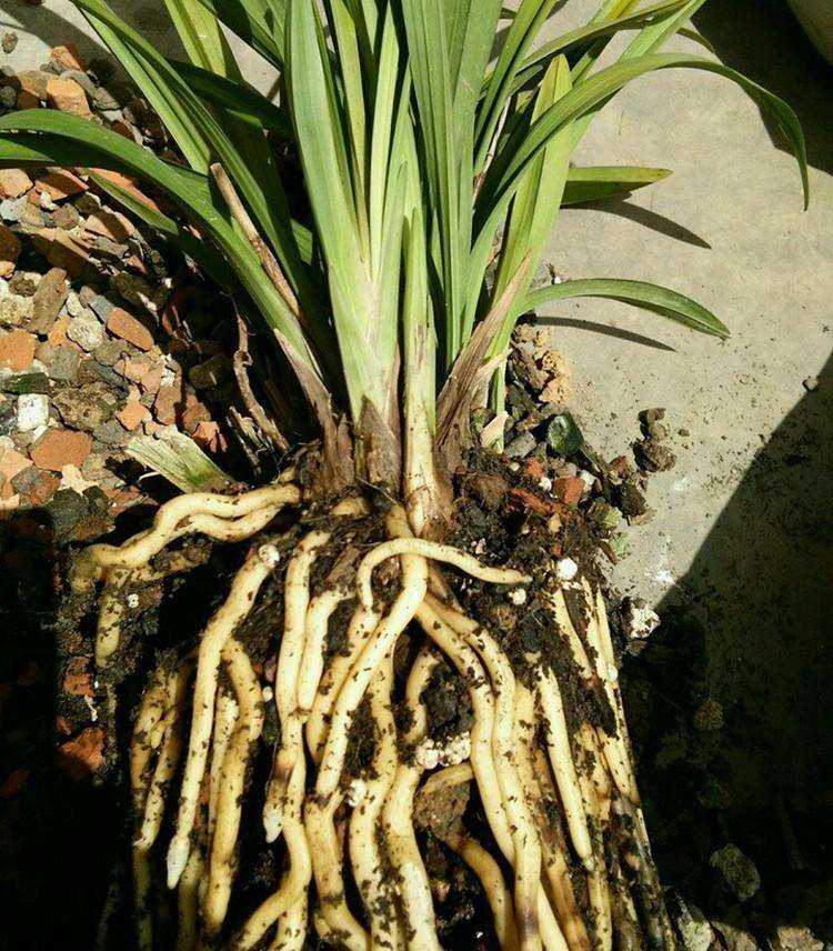 花卉烂根怎么浇水最好,花卉烂根可以救活吗