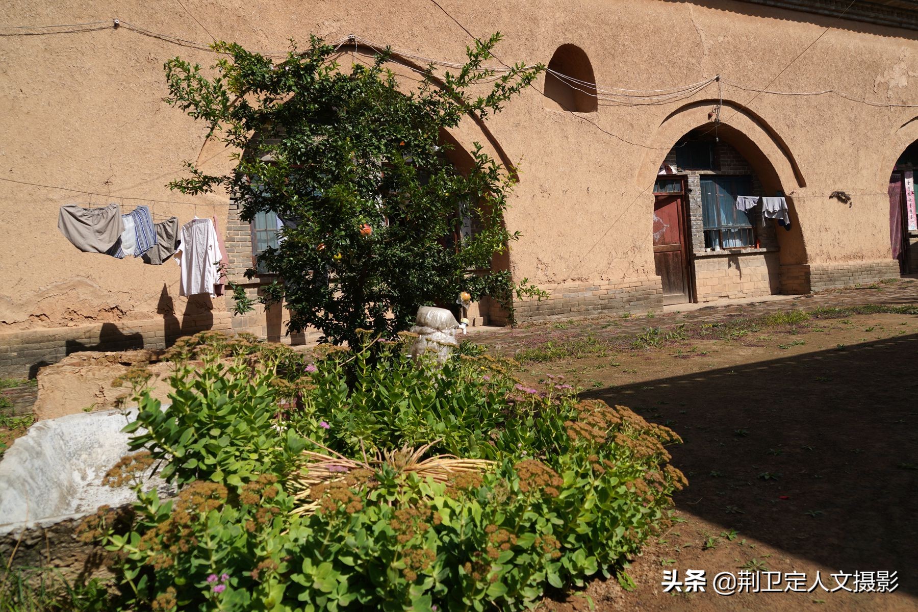 7旬大叔家发现50年生的“神草”,大如磨盘,谁要免费送