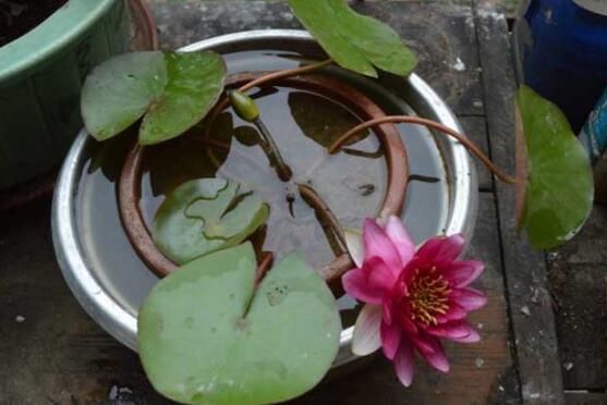 睡莲的水培方法睡莲可以全水养吗,睡莲盆栽种植条件和方法