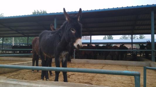 养殖毛驴需要承担什么风险,养殖驴不长肉