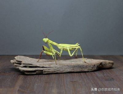 纸能干嘛？在她手上纸能变成活的