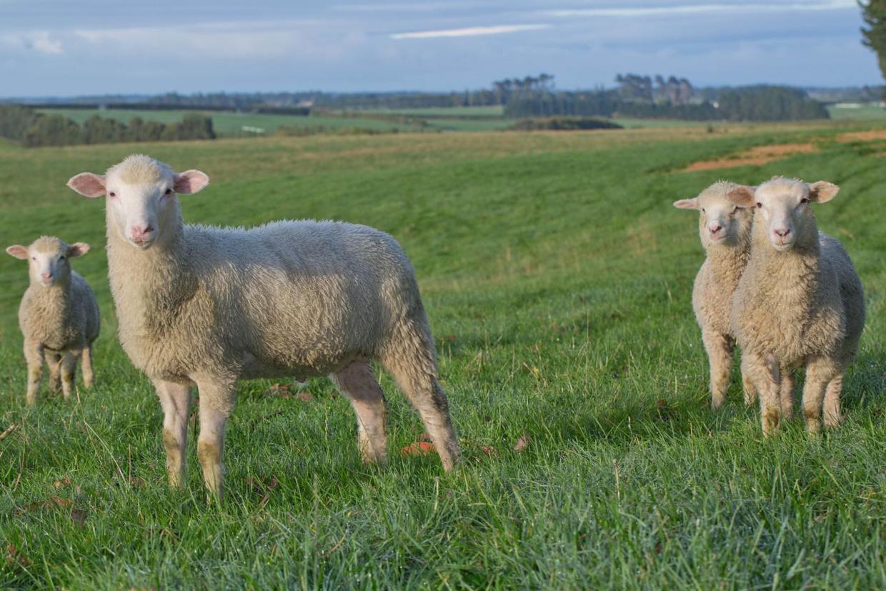 新西兰蓝河羊奶粉,正宗新西兰蓝河全脂羊奶粉