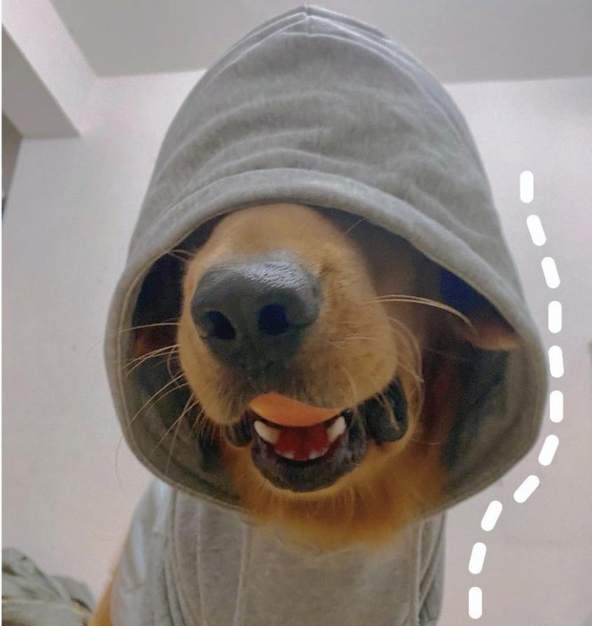 狗狗喜欢追逐移动的东西,狗狗前十字韧带撕裂