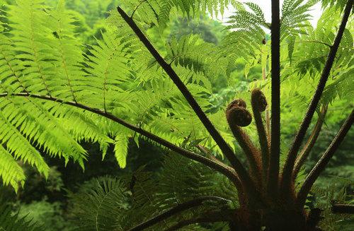 盘点世界各国国花你最喜欢哪种,盘点各国国花