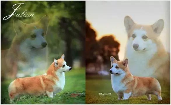 中国犬种繁殖状况,中国本土犬的繁殖现状