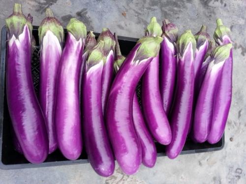 网传这种茄子不能吃，颜色越深越容易中毒？真相来了