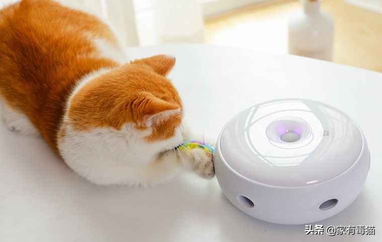 猫粮为何叫毒粮,猫粮和米饭哪个安全