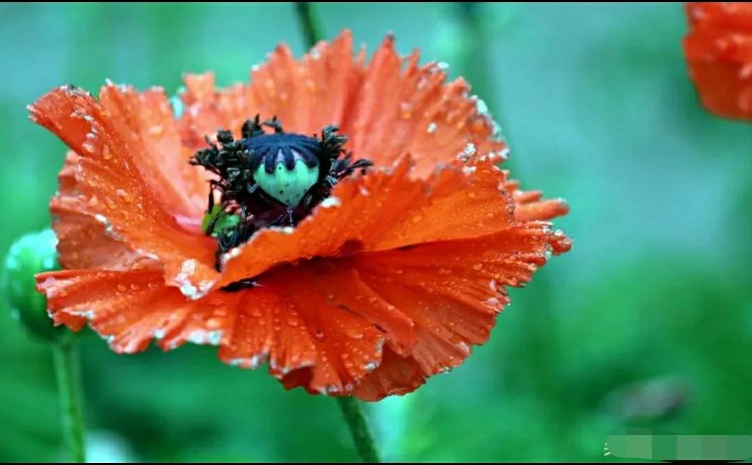 奇葩造型花：头上长草，心中有鬼，白月光。白天不开你非要晚上开