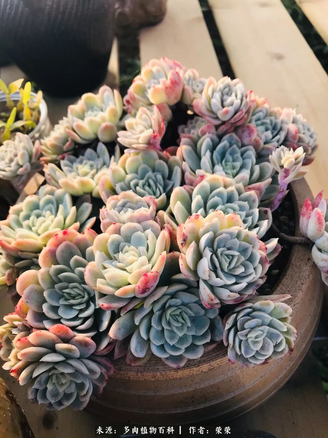 我在包邮区养肉，附多肉越冬度夏养护建议！
