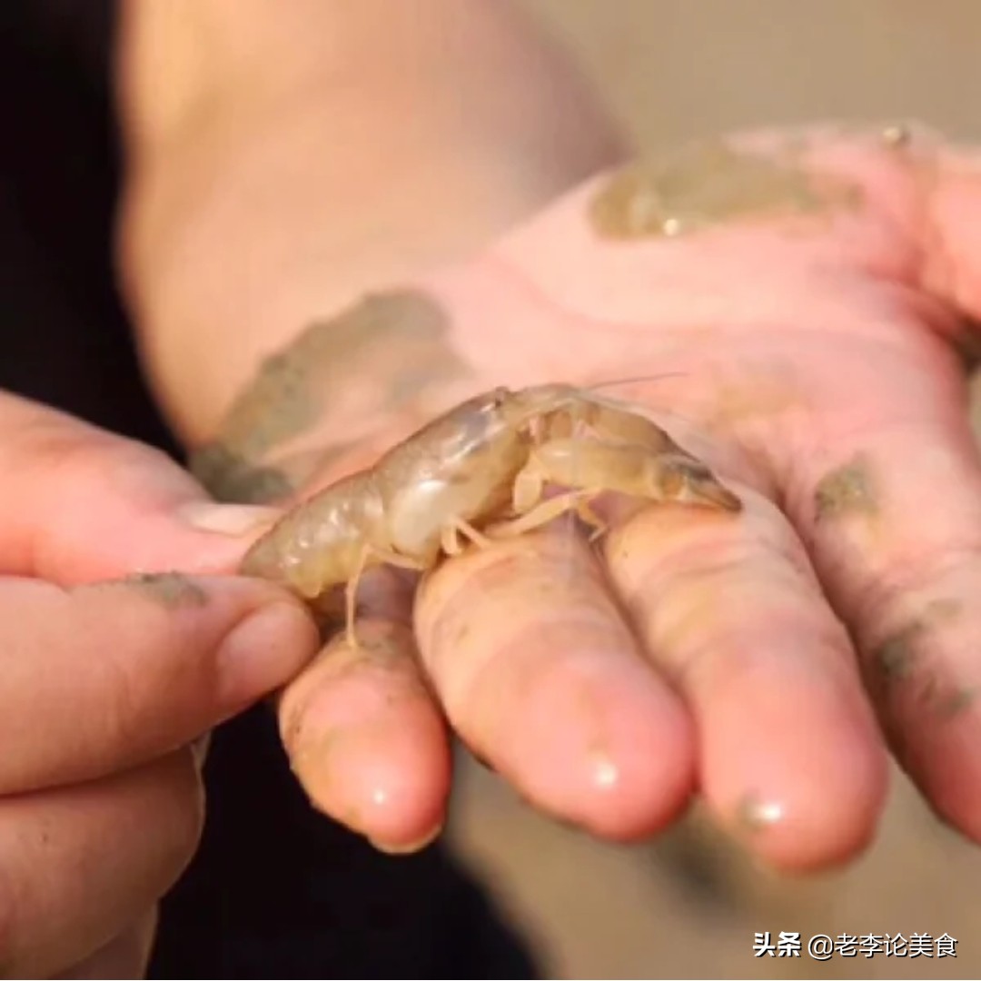 海鸭蛋被央视点名,央视曝光的海鸭蛋到底是怎么回事