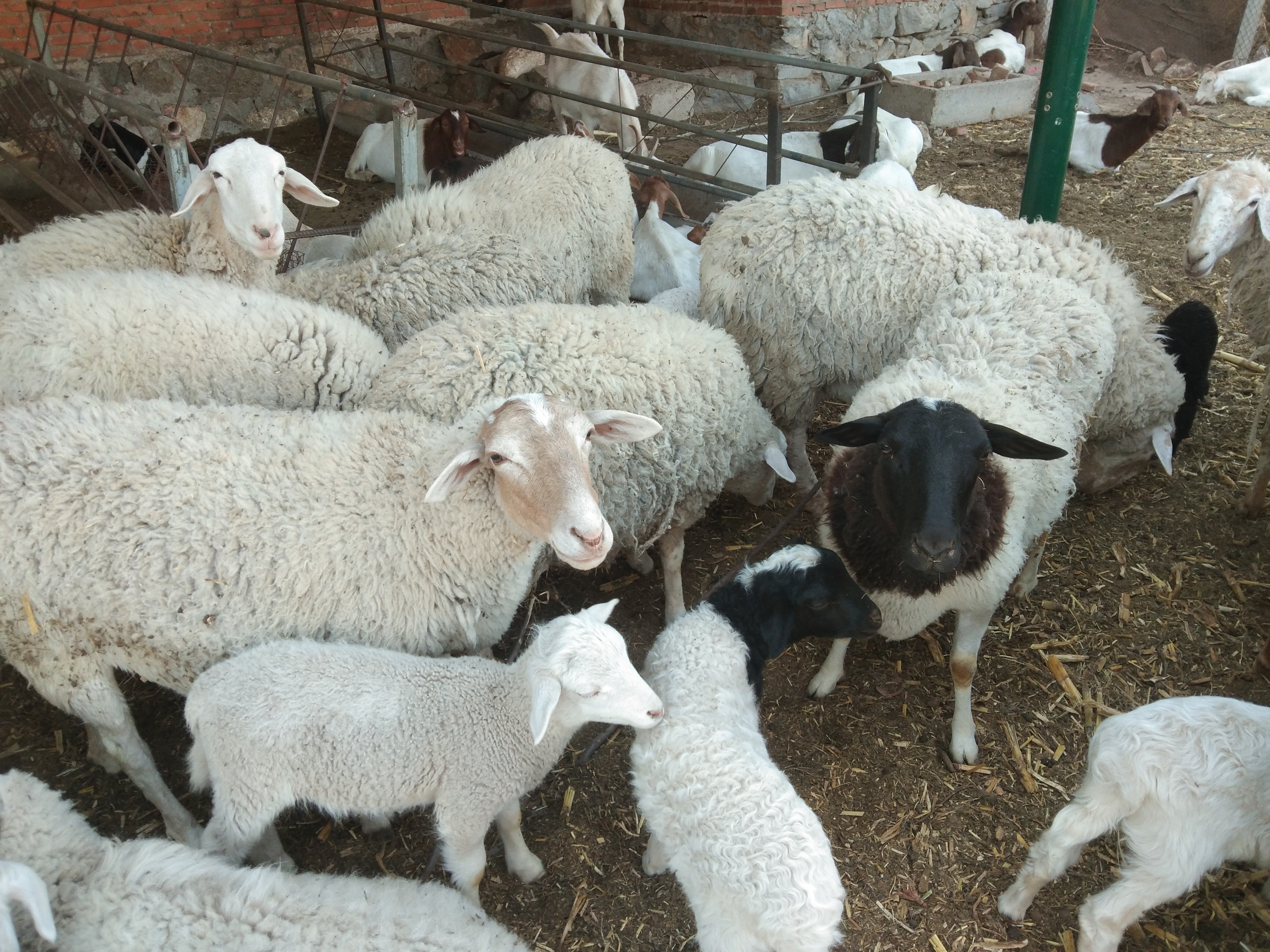 农民想搞小型养殖需什么手续,农村搞养殖场赚钱吗