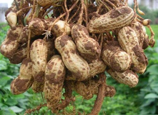 煮花生只放盐,用干花生煮花生的方法