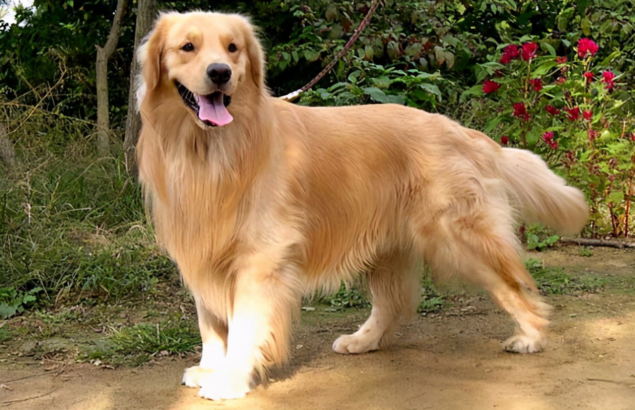 金毛毛发变深了怎么回事,金毛毛发粗糙怎么办