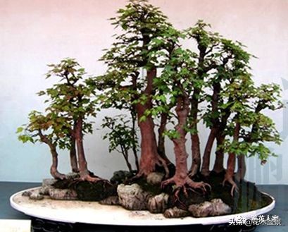 从盆景小白到终身爱好,初学者养盆景少走坑