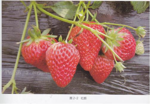 什么品种的草莓产量多又好吃又甜,什么草莓品种丰产又好吃