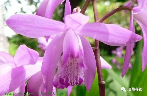 吴博士:让我们认识认知认同白及