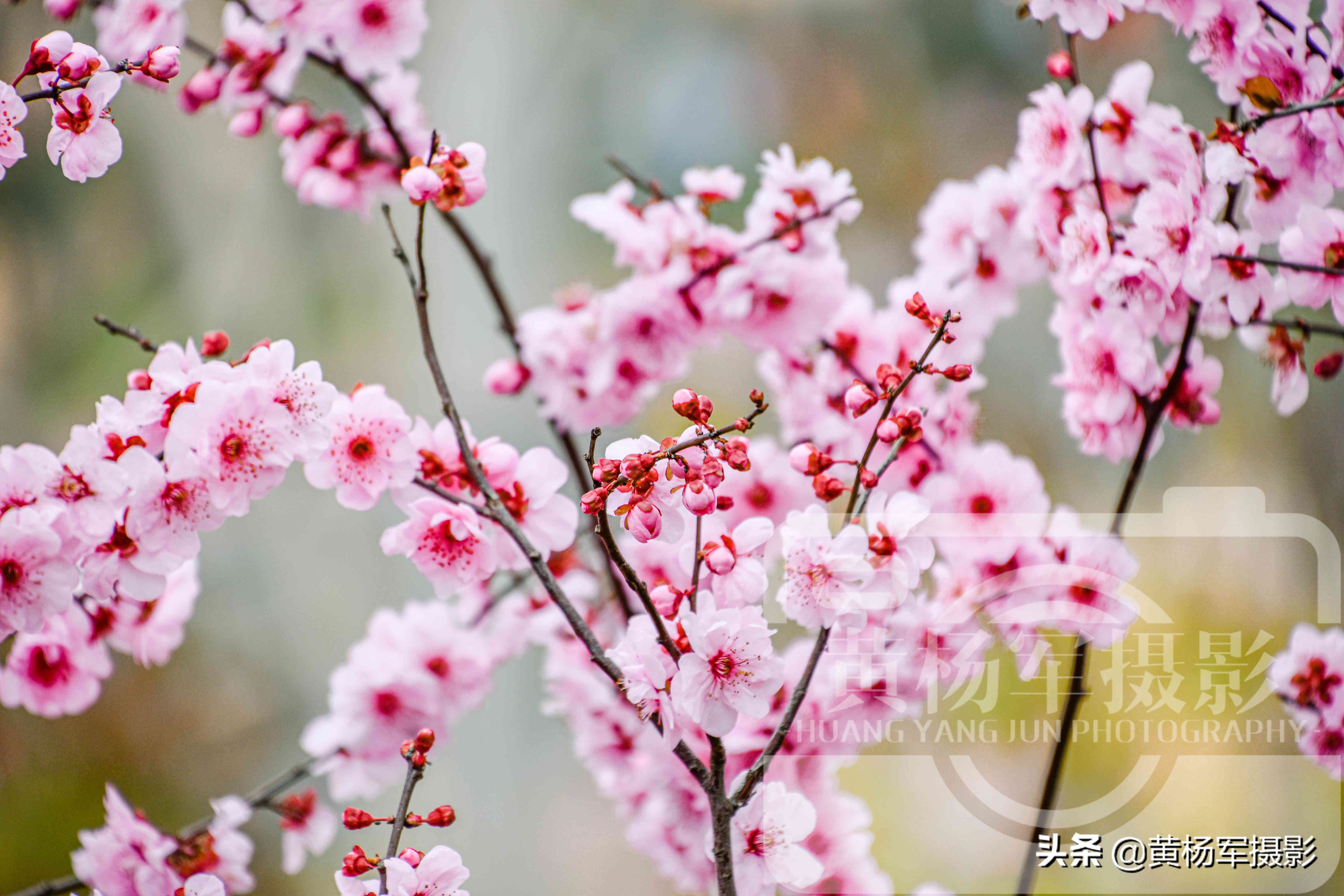 美丽的腊梅梅花,雪天赏梅娇艳的梅花