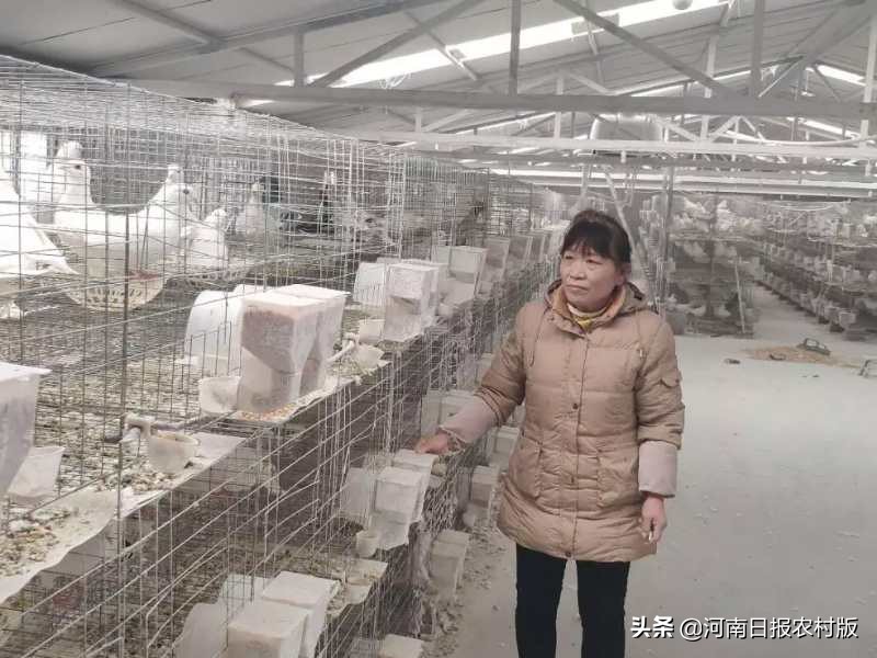 农户散养鸡滞销驻村干部来求助,贫困户养鸭愁销路