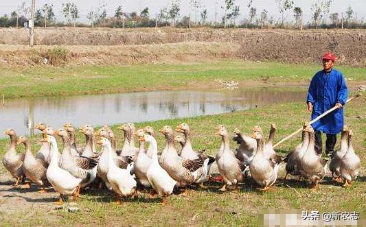 农村养殖100只鹅一年能赚多少钱,农民养鹅5年终致富轻松年入15万