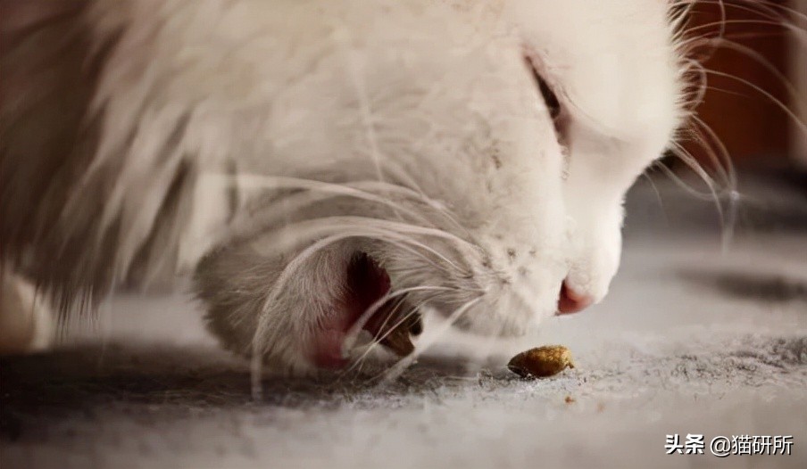 猫咪可以喂自制猫粮吗,用虫子做的食物