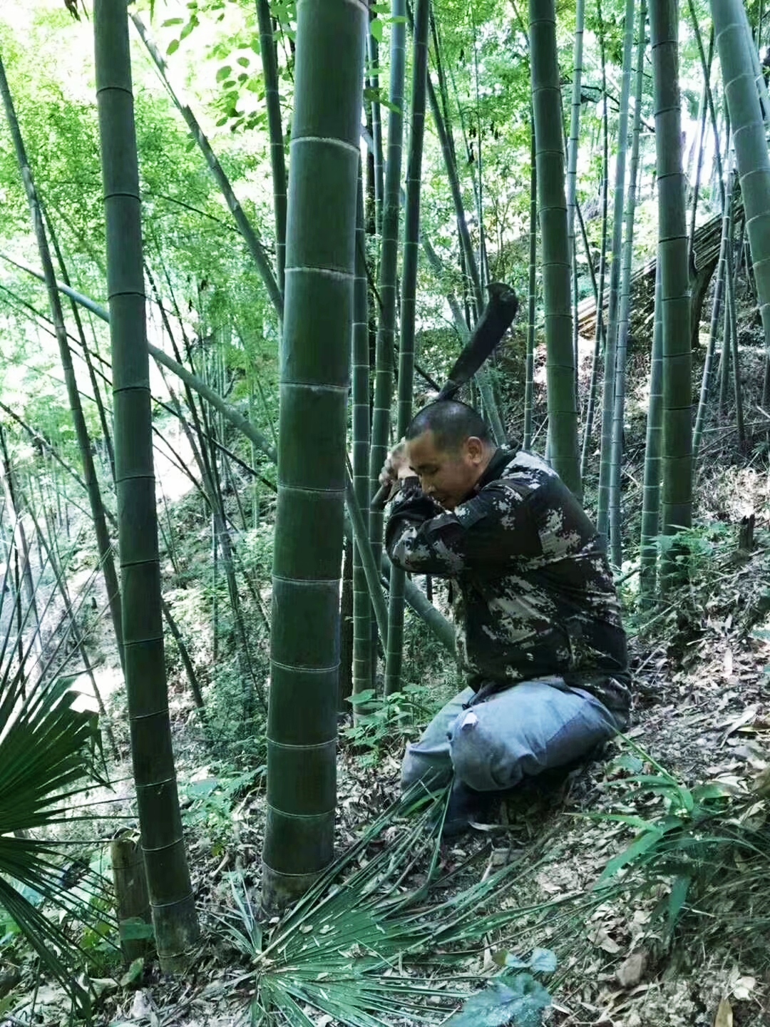 润之竹竹筒酒正宗竹叶青,竹叶青酒竹筒酒怎么制作的