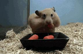 仓鼠铲屎官日记,仓鼠不吃排泄物会怎样