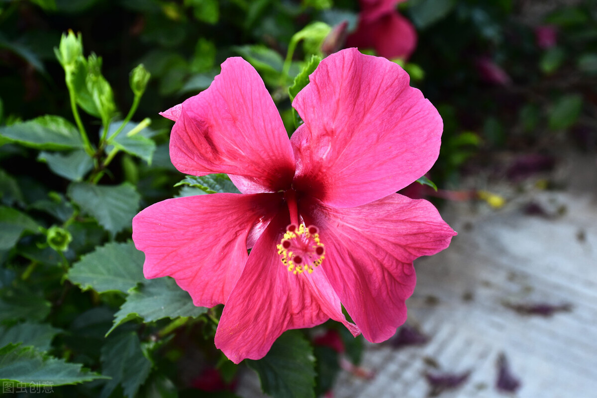 扶桑如何才能养好,扶桑为什么不能在家里养