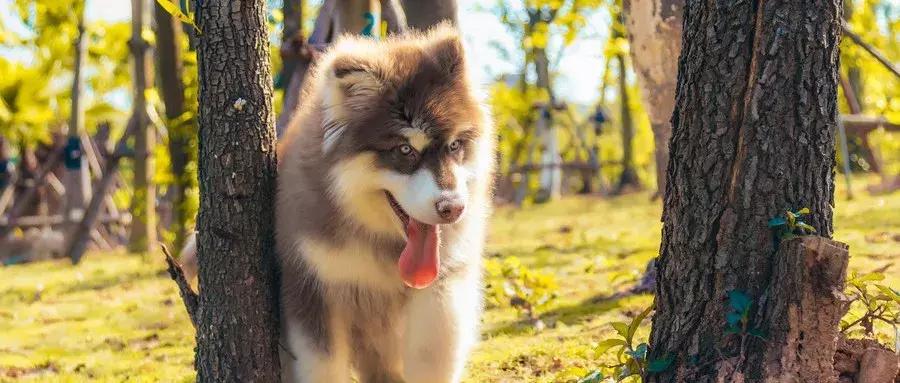 宠物市场买狗注意事项,寄养宠物注意事项