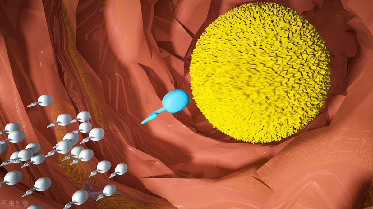 卵子要在什么时期才能与精子结合,精子和卵子结合还会排卵吗